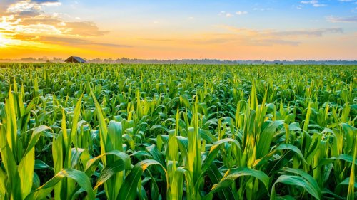 Indian Agriculture