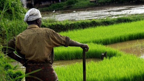 Indian Agriculture