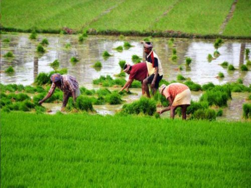 Indian Agriculture