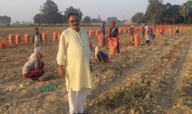 इस साल भी घाटा झेलने को मजबूर आलू किसानों को कमाई के 'टॉप' फार्मूले का इंतजार