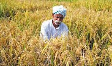 उत्तर प्रदेश सरकार का  ‘कालानमक’ चावल की ग्लोबल ब्रांडिंग पर फोकस