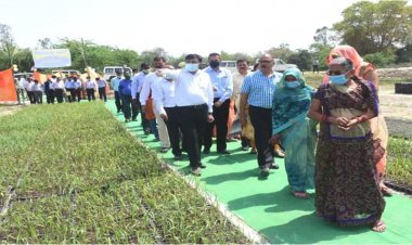 किसानों का लाभ का दायरा बढ़ाएगी गन्ना की बड चिप तकनीक