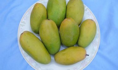 लाकडाउन में आम की ऑनलाइन मार्केटिंग से किसानों को मिल सकती है राहत