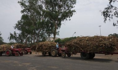 उत्तर प्रदेश में गन्ना किसानों का बकाया 12 हजार करोड़ पार, चीनी मिलों को रिकॉर्ड कमाई