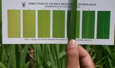 लीफ कलर चार्ट से धान की फसल में यूरिया की बचत और अधिक उत्पादन संभव