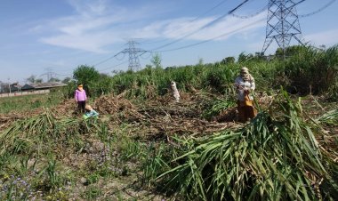 किसानों की फसलों  से आय 48 फीसदी से गिर कर  38 फीसदी रह गई  -एनएसओ
