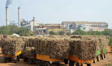 चालू सीजन में यूपी के गन्ना किसानों का 7,000 करोड़ बकाया, पिछले सीजन के भी 1,500 करोड़ बाकी