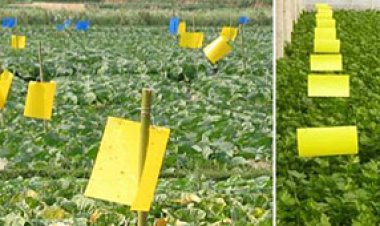 स्टिकी ट्रैप  केमिकल्स के बिना देता है  फसलों को हानिकारक कीटों से  छुटकारा