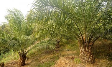 पूर्वोत्तर क्षेत्रों में  ऑयल पॉम प्लांटेशन का अगाथा संगमा ने किया विरोध , इको-सिस्टम और सामाजिक  संतुलन बिगड़ने की आशंका जताई