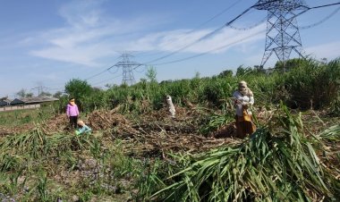 पंजाब सरकार ने गन्ना मूल्य में 50 रुपये प्रति  क्विंटल  की बढ़ोतरी की