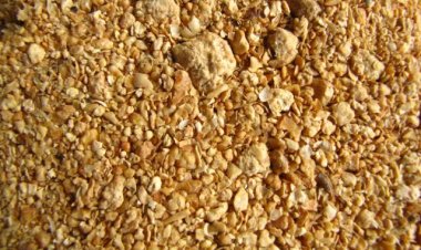 क्या जीएम सोयामील आयात की अनुमति का फैसला देश में जीएम फसलों का रास्ता खोलेगा