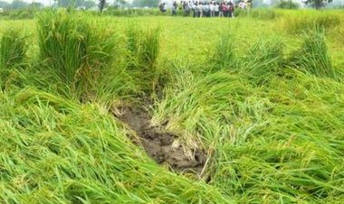 प्रधानमंत्री फसल बीमा योजना: आत्मनिरीक्षण, अपेक्षाएं और भविष्य का रोडमैप