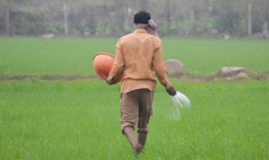 ऑल इंडिया किसान सभा ने डीएपी की किल्लत के लिए केंद्र सरकार को जिम्मेदार ठहराया
