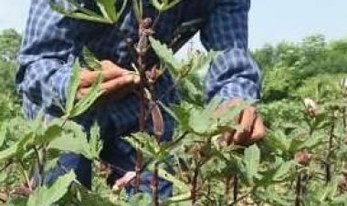 आईआईवीआर द्वारा विकसित लाल भिंडी से किसान कमा रहे अधिक मुनाफा, स्वास्थ्य के लिए है फायदेमंद