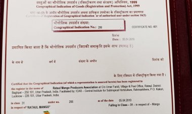 उत्तर प्रदेश के रटौल आम को मिला जीआई  टैग , ब्रांड वैल्यू बढ़ने से उत्पादकों को होगा फायदा