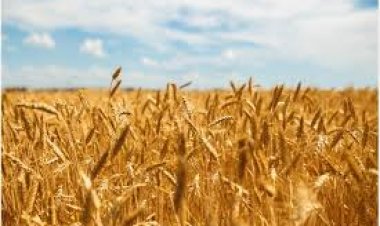 जलवायु परिवर्तन  और अचानक मौसम बदलाव के काऱण कमजोर हो रही है खाद्य सुरक्षा