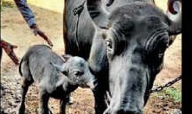 भारत में पहली बार आईवीएफ तकनीक से जन्मी बन्नी भैंस