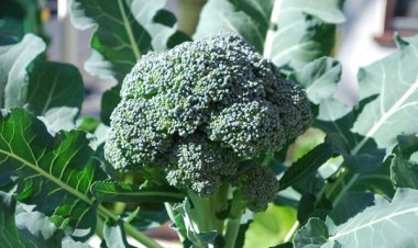 उत्तर प्रदेश के किसानों की बीच पोषक तत्वों से भरपूर  ब्रोकली की खेती हो रही लोकप्रिय