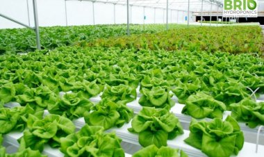 तीसरे अनुमानों के मुताबिक 2021-22 में बागवानी फसलों का उत्पादन  2.3 फीसदी बढ़ा