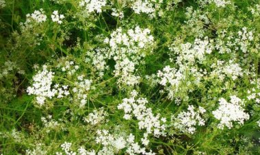 जीरा फसल को रोग से बचा रही है  केले  पौधे की तकनीक