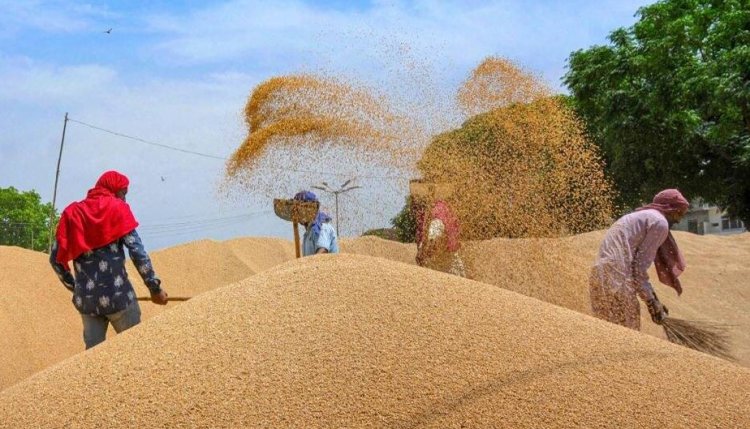 govt further cuts reserve price of fci wheat to rupees 2150 per quintal | खुले बाजार बिक्री योजना के लिए सरकार ने गेहूं की कीमत घटाकर 2,150 रुपए प्रति क्विंटल की -