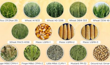 देश में कुपोषण की समस्या को दूर करने के लिए बायोफोर्टिफाइड किस्में  बेहतर विकल्प