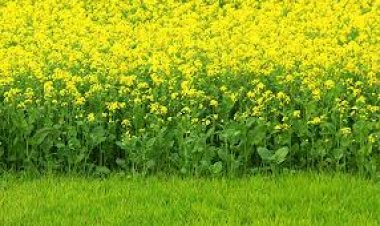 बेहतर दाम की  उम्मीद  में रबी सीजन में तिलहन फसलों  का रकबा बढ़ा