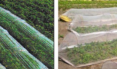 अगेती सब्जियों की खेती के लिए लो कॉस्ट पॉलीहाउस तकनीक है फायदेमंद