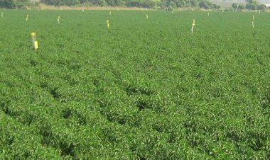 फसल में बीमारी फैलने से लाल मिर्च के दाम तीन सप्ताह में  30 फीसदी बढ़ेः आरकेपीए