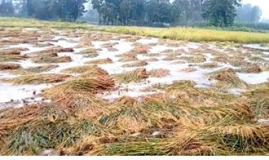 यूपी में बाढ़ और प्राकृतिक आपदा से फसल नुकसान के एवज में 535 करोड़ रुपये मुआवजा