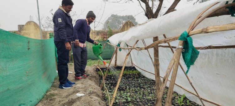 अगेती सब्जियों की खेती के लिए लो कॉस्ट पॉलीहाउस तकनीक है फायदेमंद