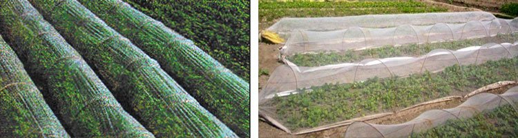 अगेती सब्जियों की खेती के लिए लो कॉस्ट पॉलीहाउस तकनीक है फायदेमंद