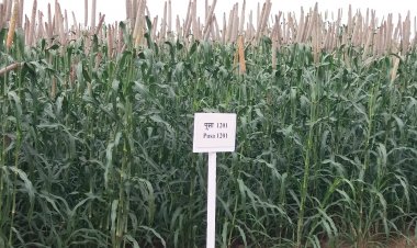 खाद्यान्न की उत्पादकता और उनका उत्पादन बढ़ाने के लिए क्या कदम  हैं  जरूरी