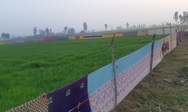 आखिर सरकार ने मानी आवारा पशुओं की समस्या की बात, पढ़िए रूरल वॉयस की ग्राउंड रिपोर्ट