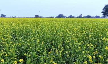 छत्तीसगढ़ में चार सालों में चार गुना बढ़ गया सरसों का रकबा
