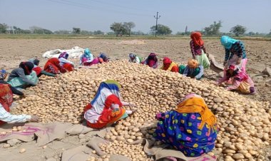 यूपी चुनाव गन्ना क्षेत्र से अब आलू क्षेत्र में आया, इस इलाके में पारंपरिक रूप से सपा रही है मजबूत