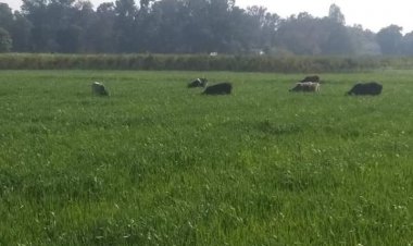 आवारा पशु की समस्या योगी सरकार की प्राथमिकता में, दूसरे राज्यों के मॉडल पर भी विचार