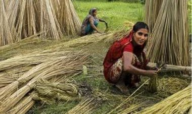 जूट का एमएसपी 250 रुपए बढ़कर 4750 रुपए प्रति क्विंटल, लागत से डेढ़ गुना अधिक होने का दावा
