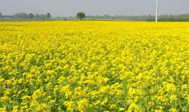 तीन साल में तिलहन उत्पादन 56 लाख टन बढ़ा, इस वर्ष 371.5 लाख टन उत्पादन की उम्मीद