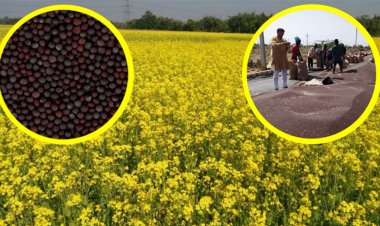 सरसों किसानों के लिए इस साल भी अच्छी खबर, एमएसपी से 50 फ़ीसदी तक ज्यादा है बाजार भाव