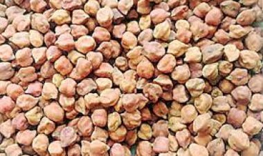 चने की कीमत एमएसपी से 15 फ़ीसदी तक कम, किसान हुए मायूस