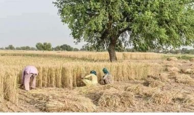 अंतरराष्ट्रीय बाजार में भारतीय गेहूं की बढ़ी मांग, मिस्र भारत से 10 लाख टन गेहूं का कर सकता है आयात
