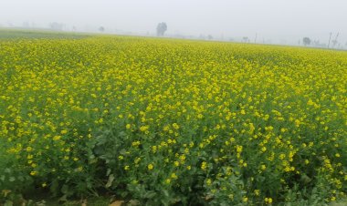 उत्तर प्रदेश सरकार  किसानों को  तोरिया का निशुल्क बीज वितरण करेगी