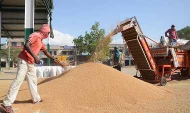 खुले बाजार में गेहूं बिक्री का फैसला अगले सीजन में सरकारी खरीद का खर्च कम करने की कोशिश