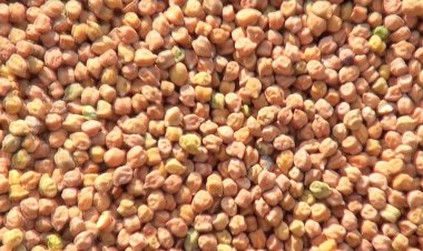 बाजार में दाम कम, सरकारी केंद्रों पर ही चना बेच रहे किसान, एमपी में प्रति किसान बिक्री की सीमा बढ़ी