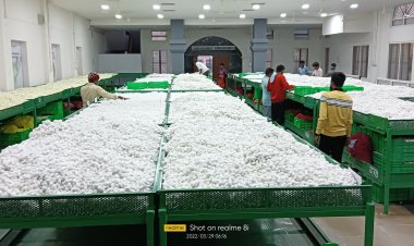 रेशामंडी ने एशिया की दूसरी सबसे बड़ी सिल्क ककून मंडी खोली, पूरे देश में करेगी नेटवर्क का विस्तार