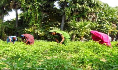 संकट में कृषि क्षेत्र बना सहारा, 3 वर्षों में 1.1 करोड़ लोगों को दिया रोजगार: सीएमआईई