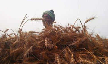 कृषि पर जलवायु परिवर्तन का असर: आईसीएआर की रिपोर्ट में फसल चक्र बदलने की थी सिफारिश, लेकिन अमल नहीं
