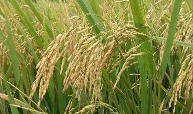 विशेषज्ञों का अनुमान, यूपी में दो हफ्ते बारिश नहीं हुई तो 20% तक घट सकता है धान उत्पादन