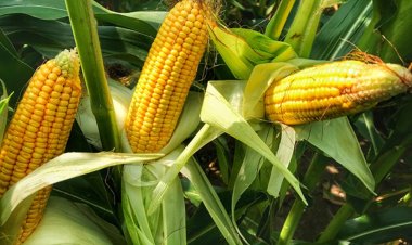 मक्का उत्पादन बढ़ाने के लिए सरकार करेगी किसानों और उद्योगों की मदद: कृषि मंत्री तोमर